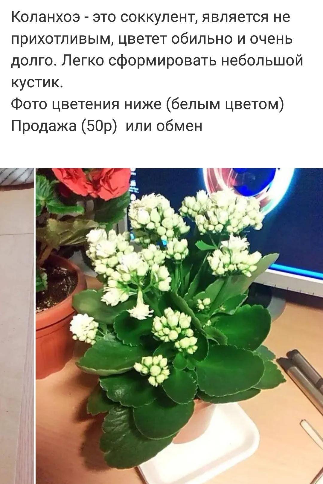 Каланхоэ Блоссфельда белая