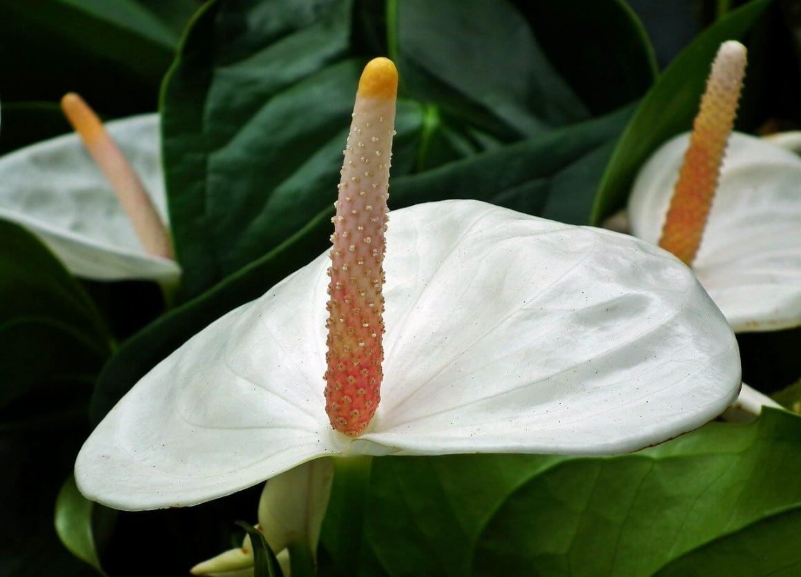 Антуриум success White