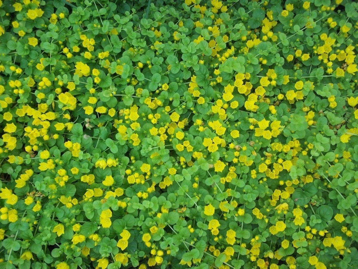 Стелющееся растение с желтыми цветами