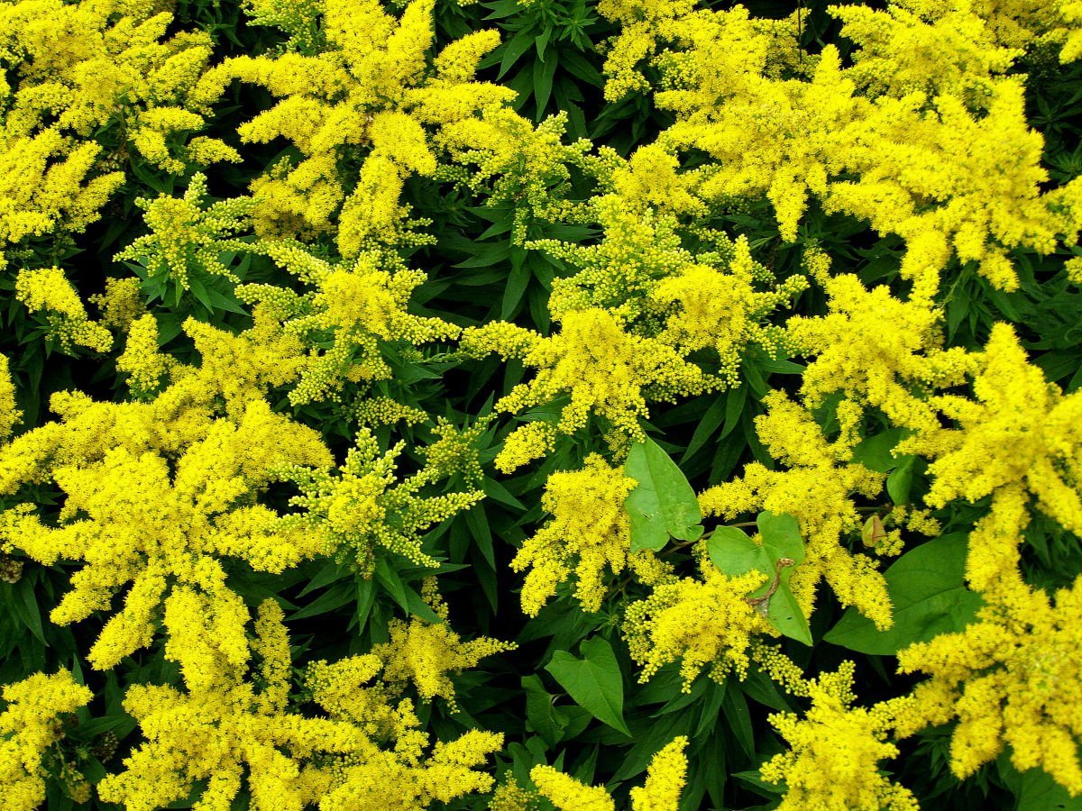 Растение с желтыми цветами многолетник