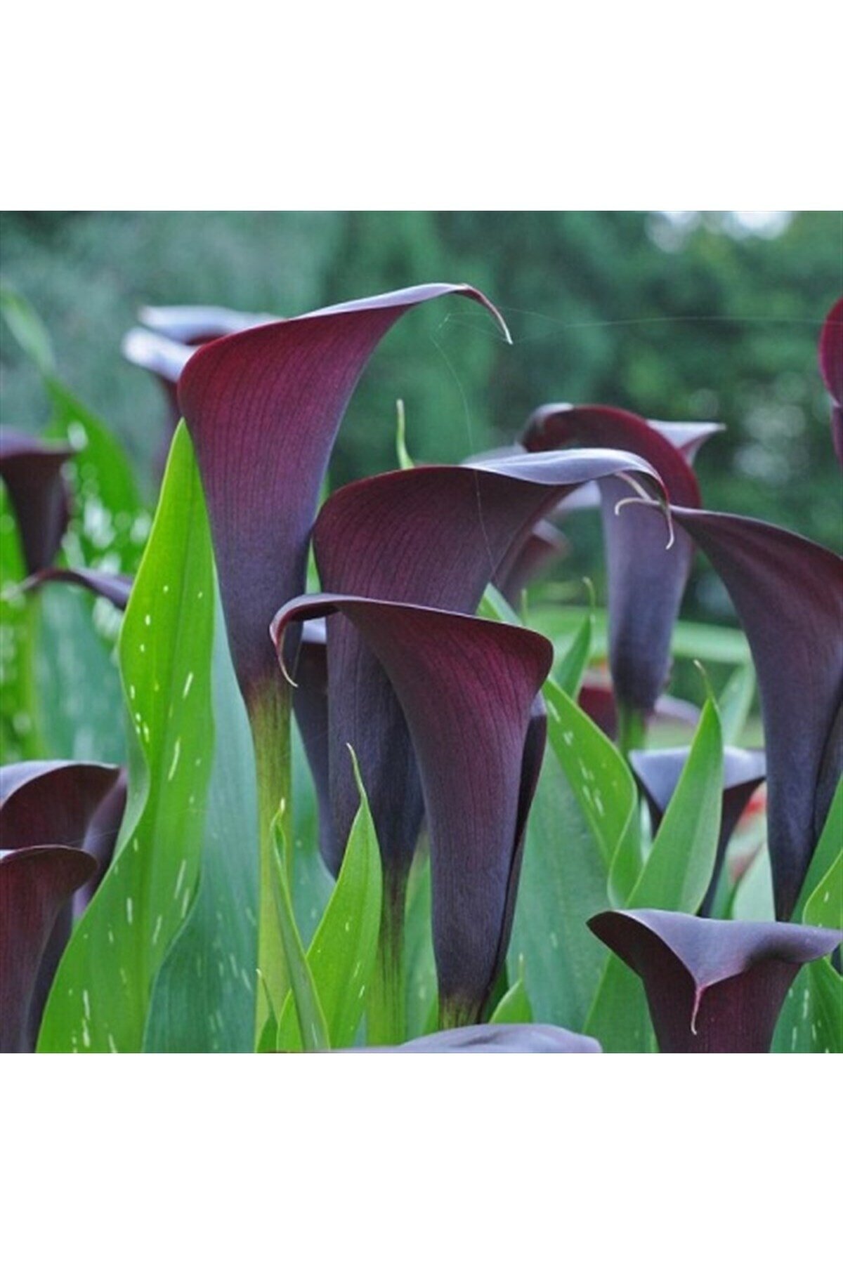 Цветок Calla Zantedeschia Odessa