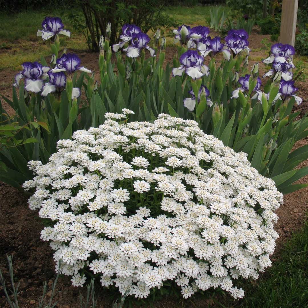 Иберис вечнозеленый — Iberis sempervirens