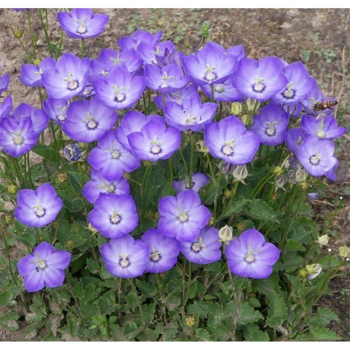 Колокольчик Campanula Samantha