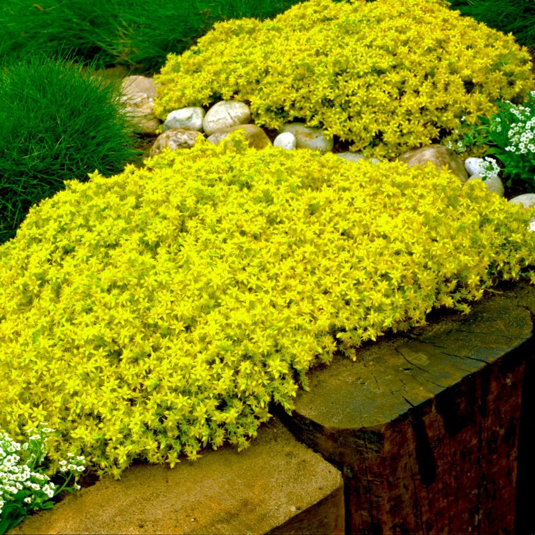 Почвопокровные многолетники желтые цветы