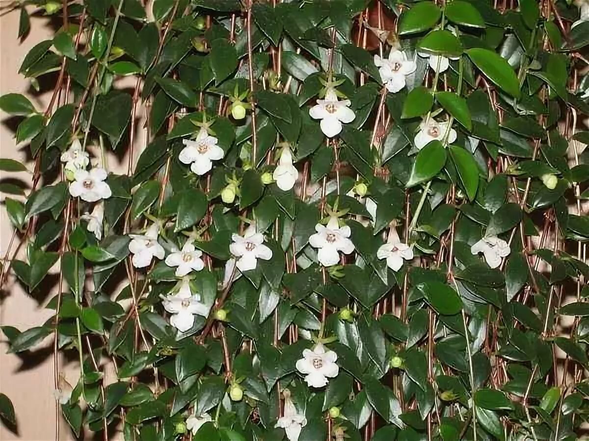 Вьющееся растение с белыми цветами