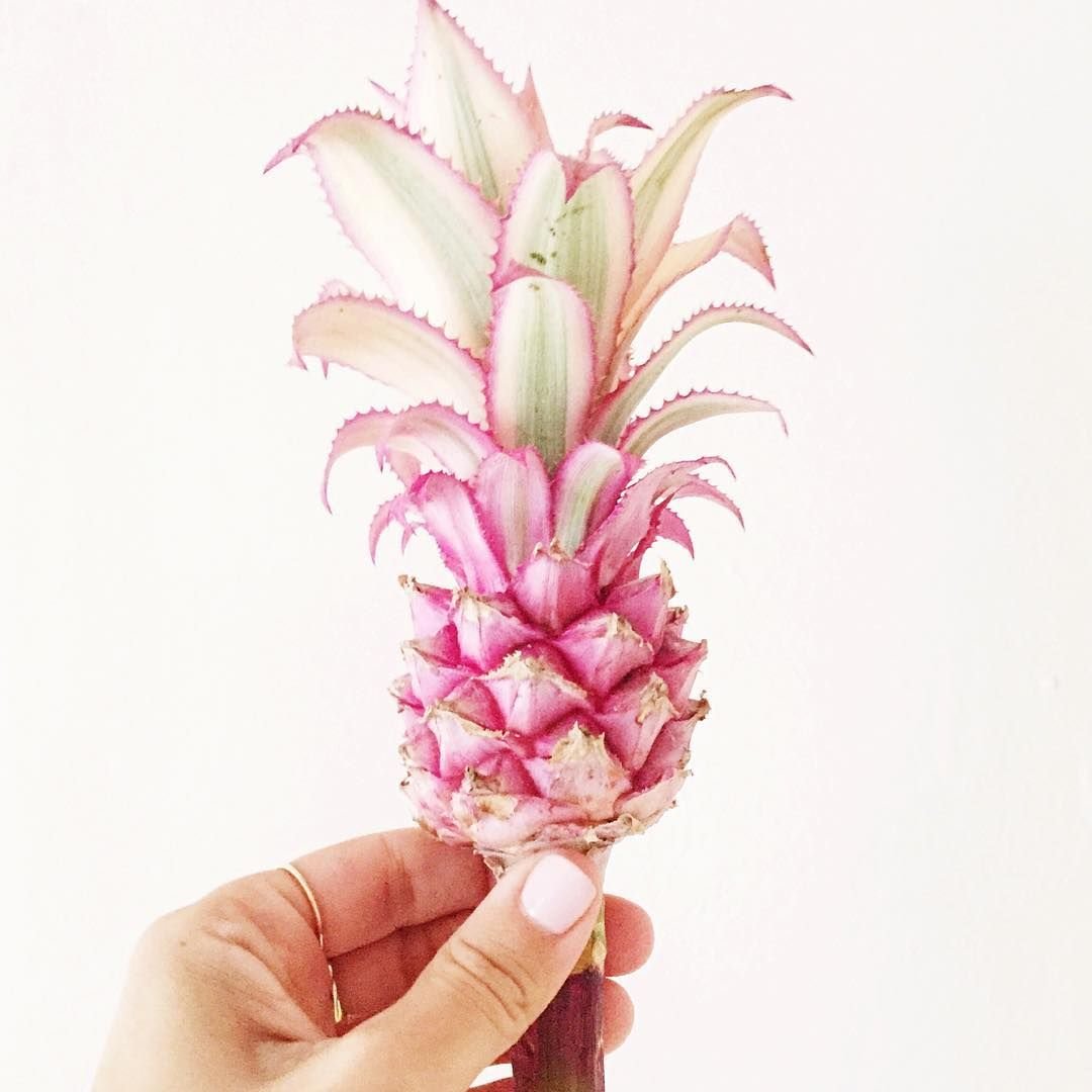 Ананас (ananas) срезка