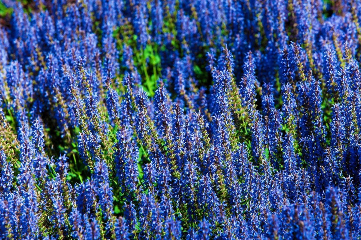 Травянистое растение с синими цветами