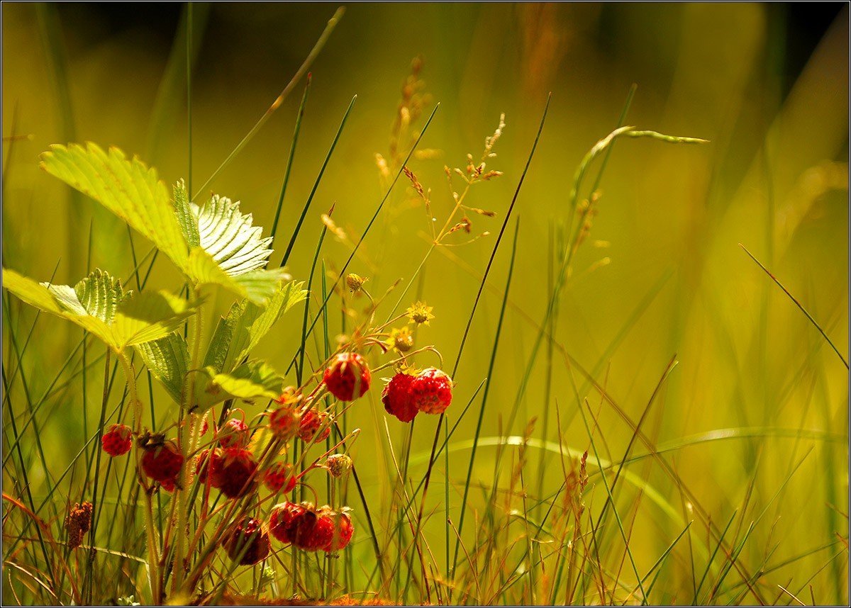 Июль природа
