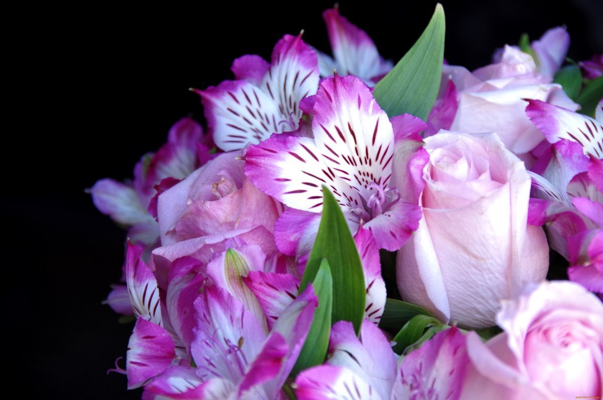 Цветы розы Alstroemeria