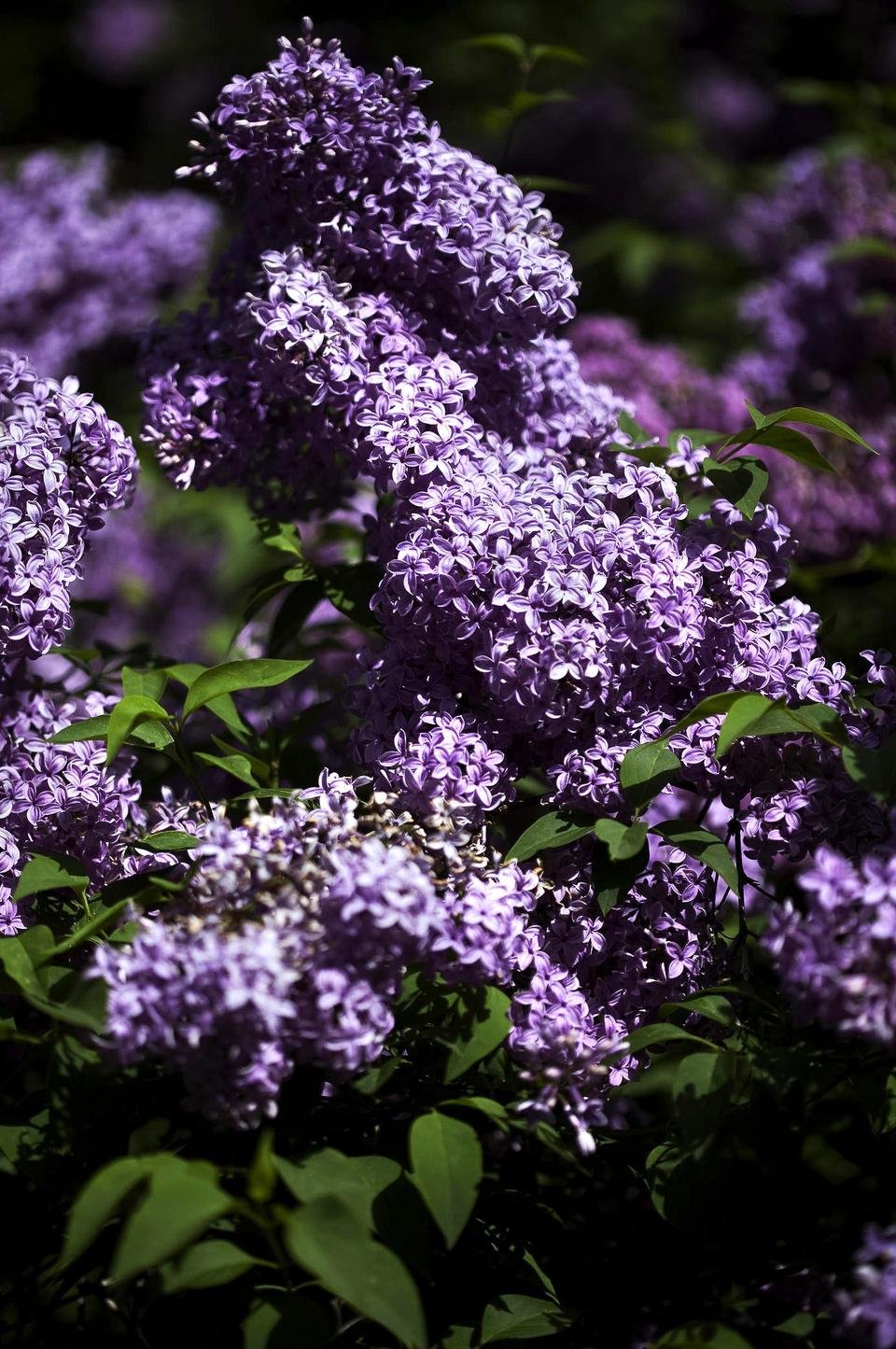 Сирень Богдан Хмельницкий