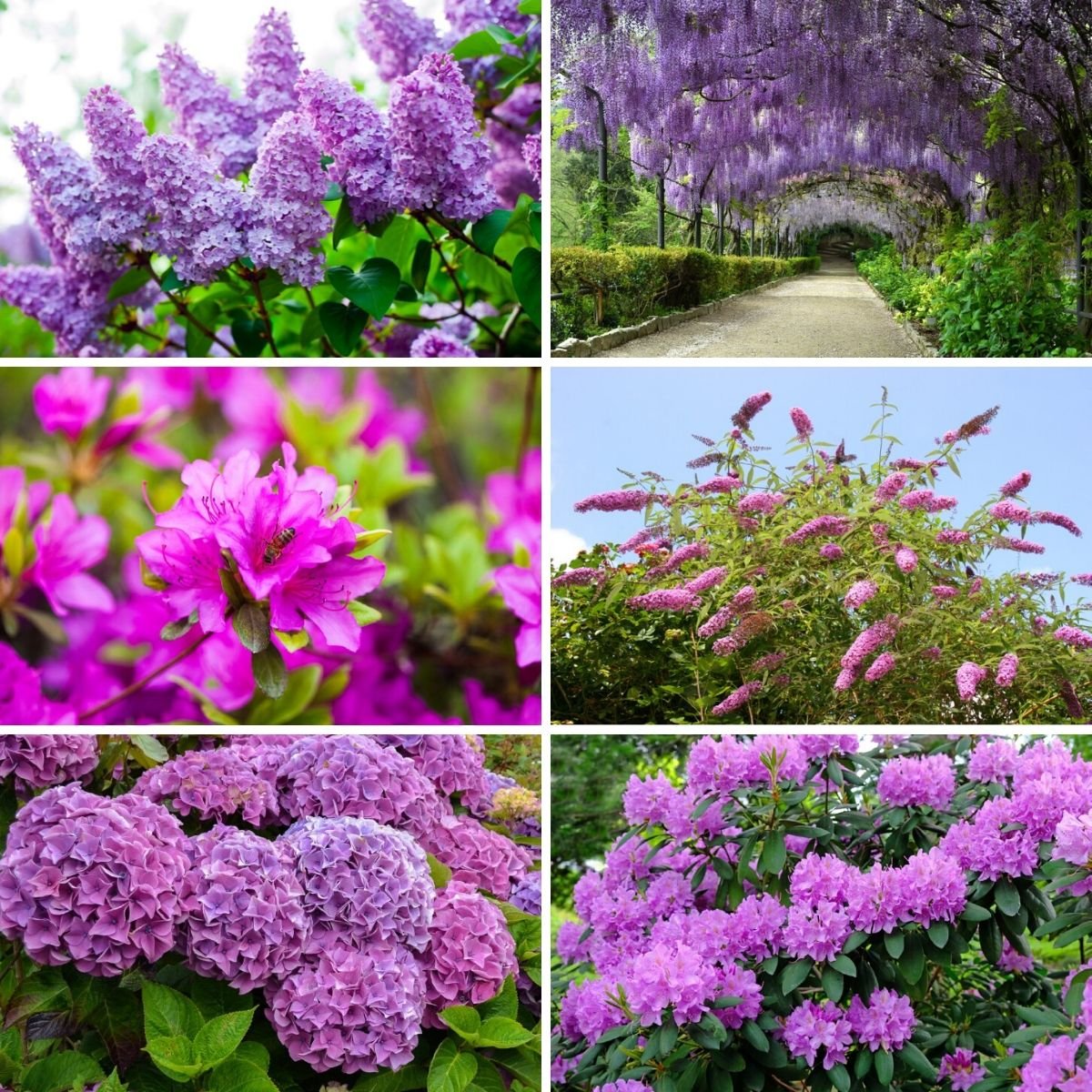 Кустарник фиолетовый для сада