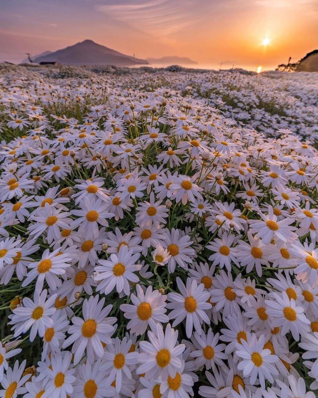 Красивые ромашки