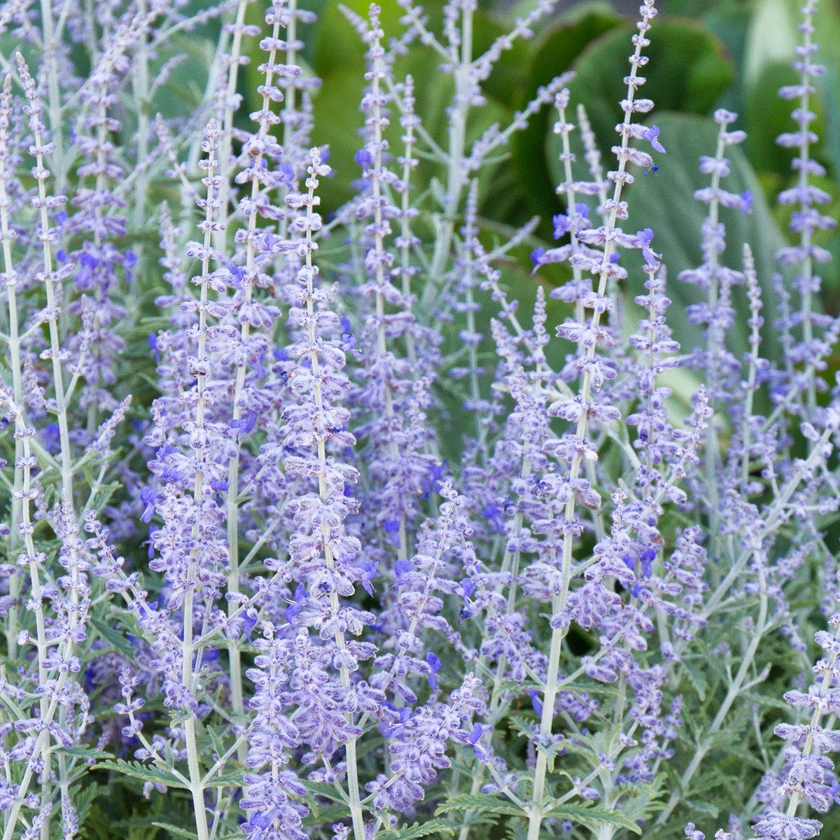 Перовския лебедолистная (Perovskia atriplicifolia)