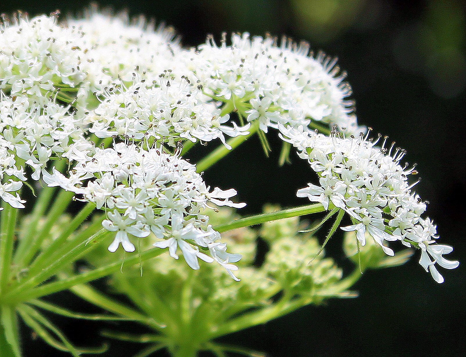 White plant. Зонтичные кашка Полевая. Зонтичные ажгон. Зонтичные белые соцветия. Соцветие Амми.