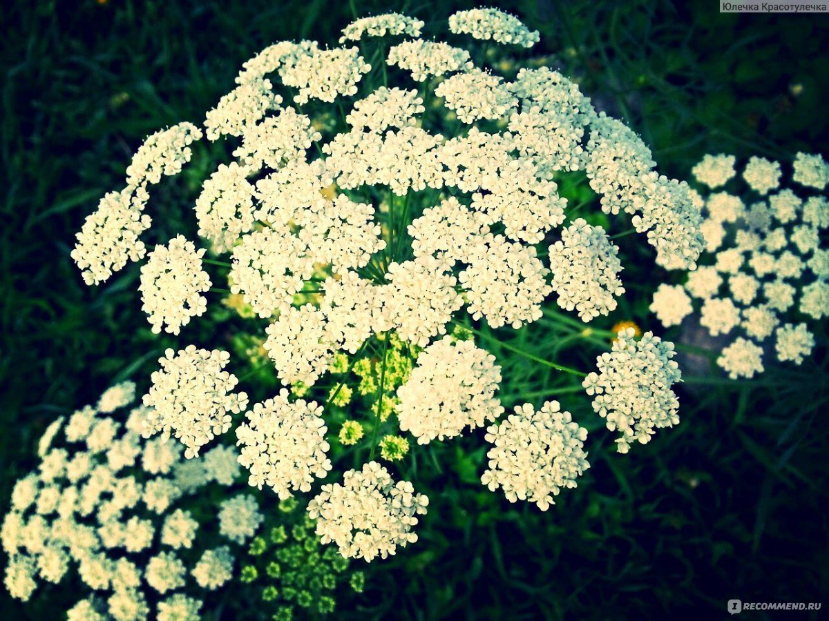 Целебная трава Амми