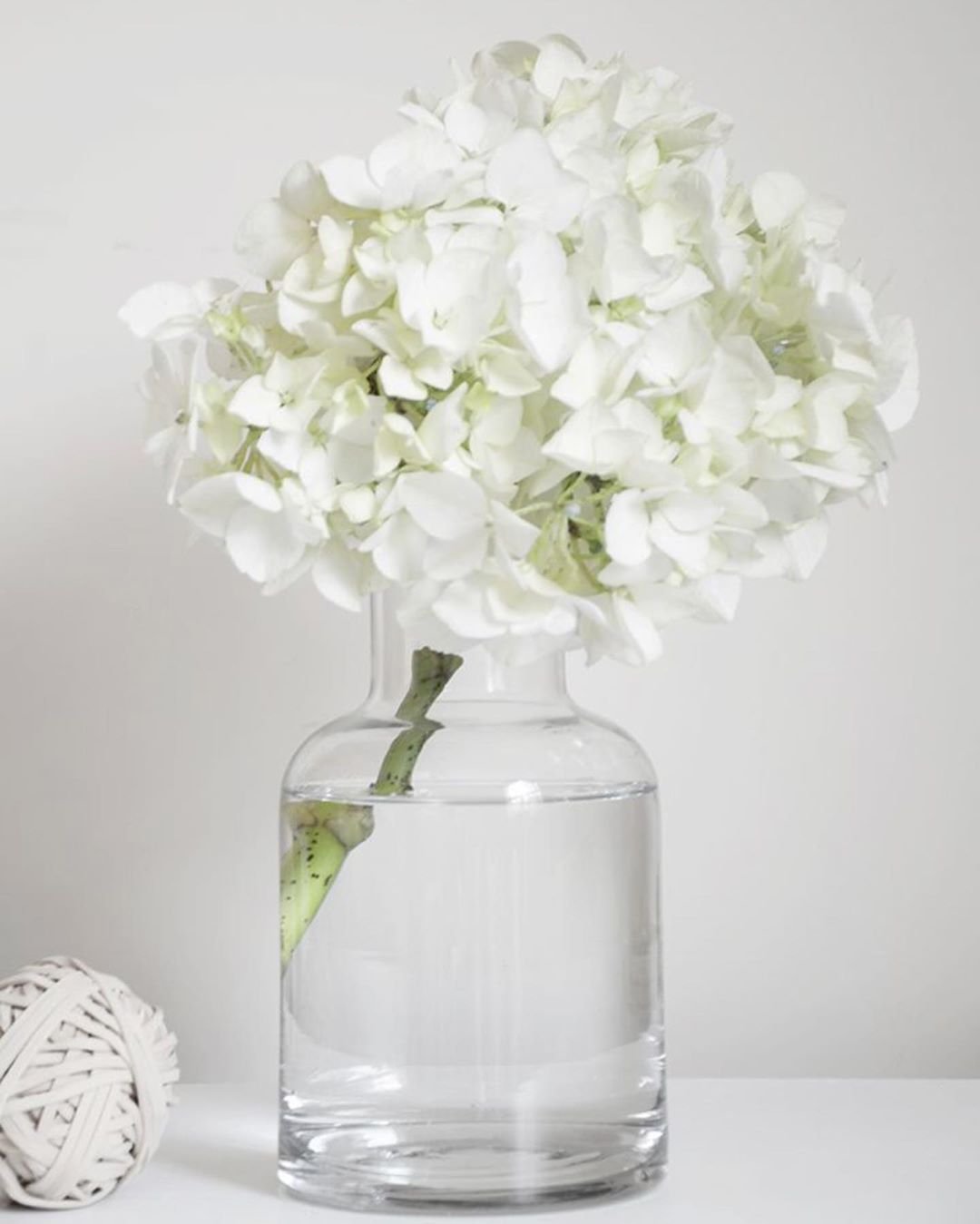Цветы гортензия в вазе