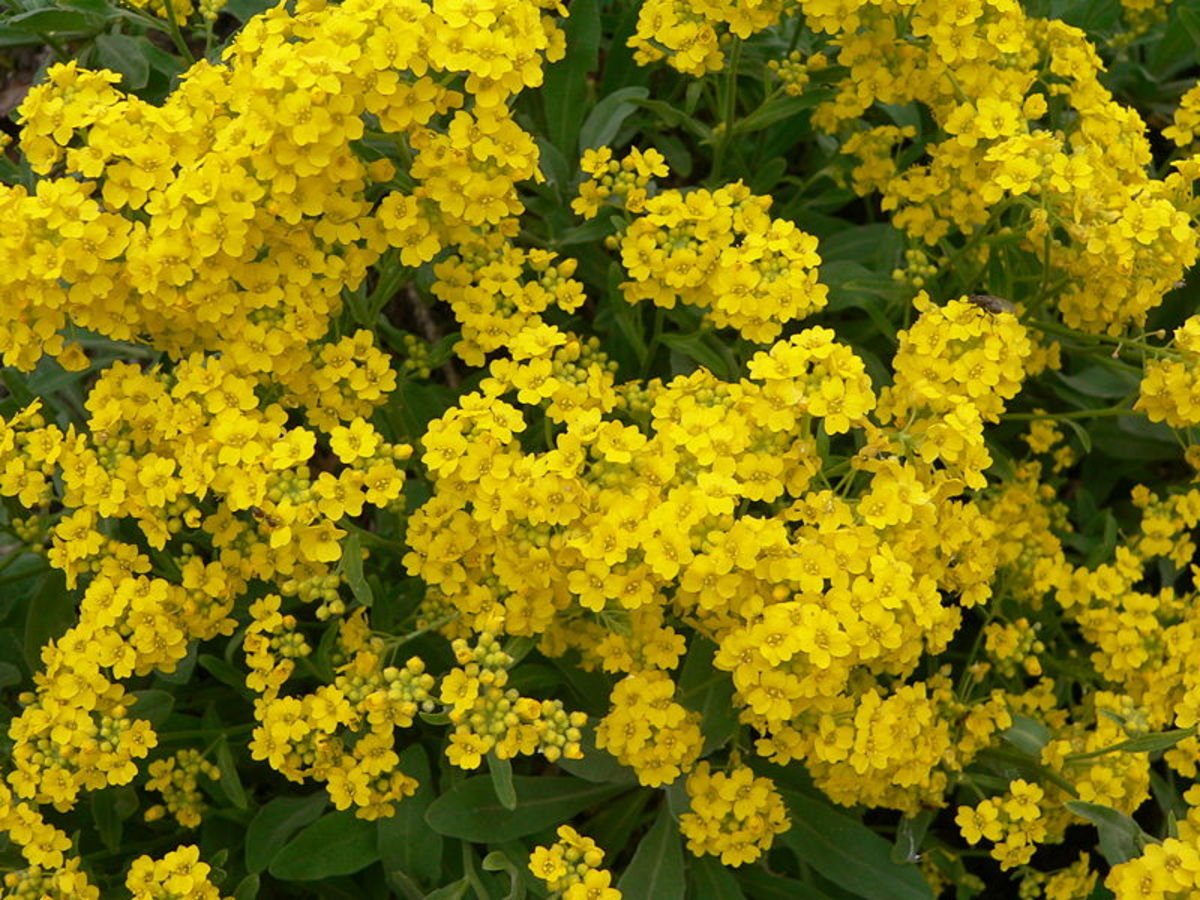 Алиссум скальный (Alyssum saxatile)
