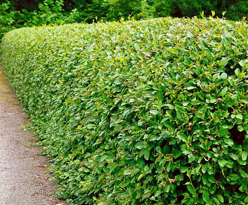 Кизильник Cotoneaster lucidus