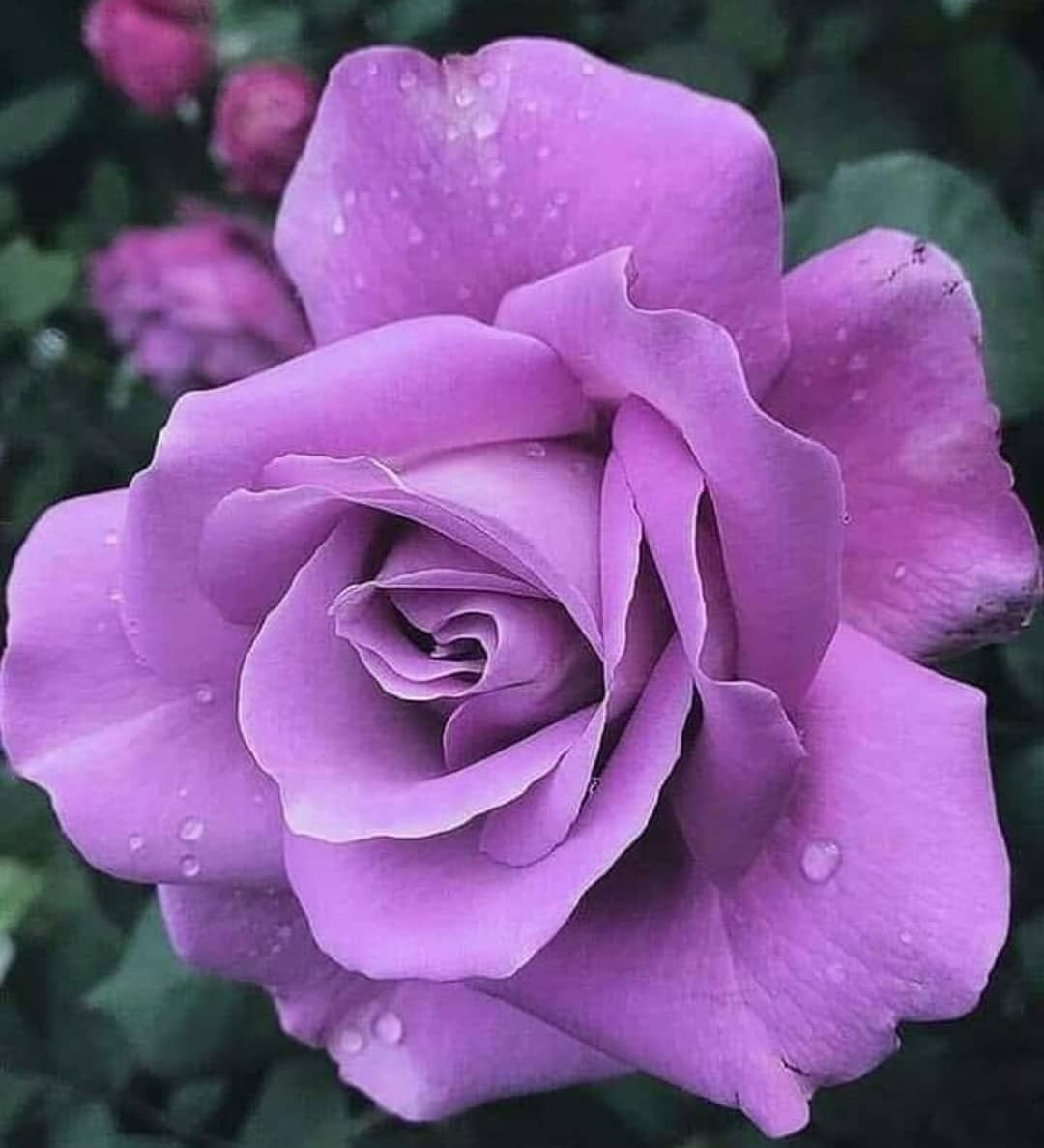 Плетистая роза с фиолетовыми цветами