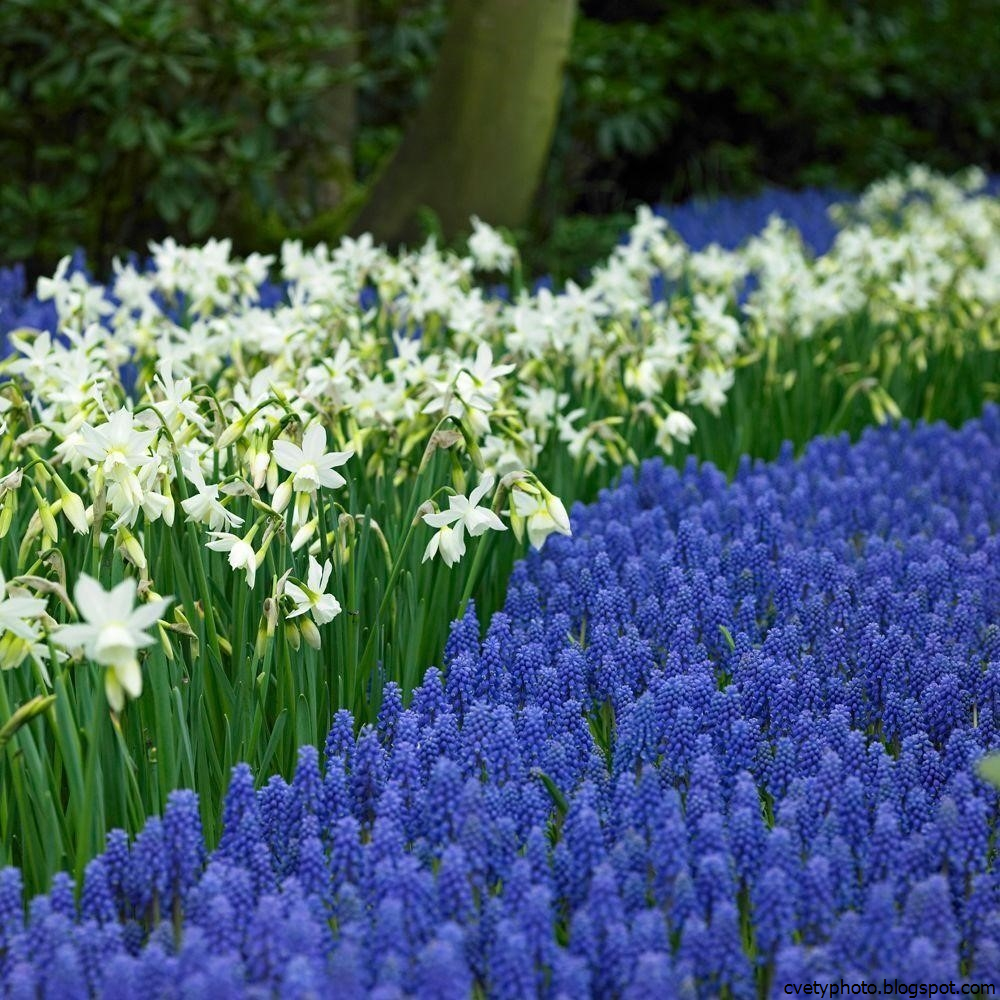 Muscari Blue armeniacum