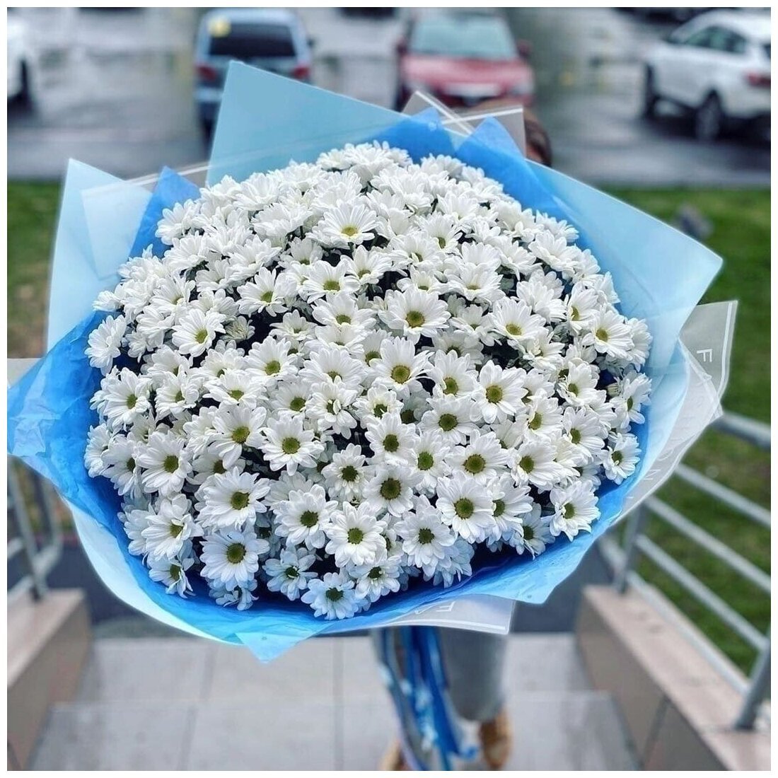 Ромашка кустовая