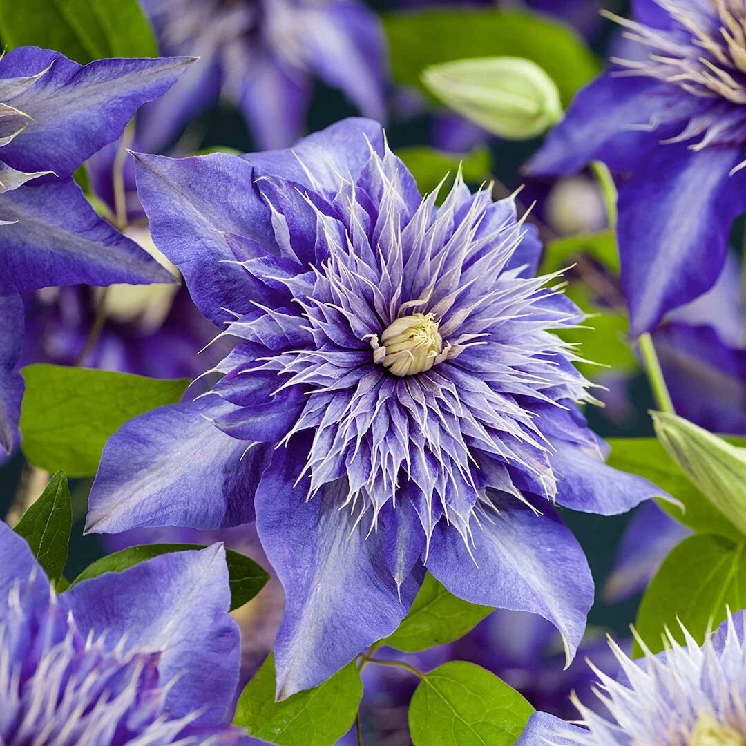 Клематис Multi Blue