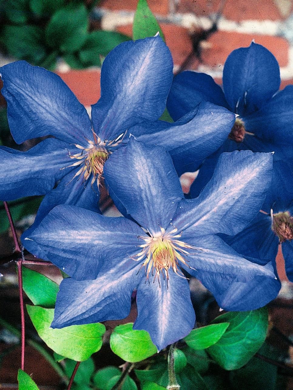 Клематис ascotiensis