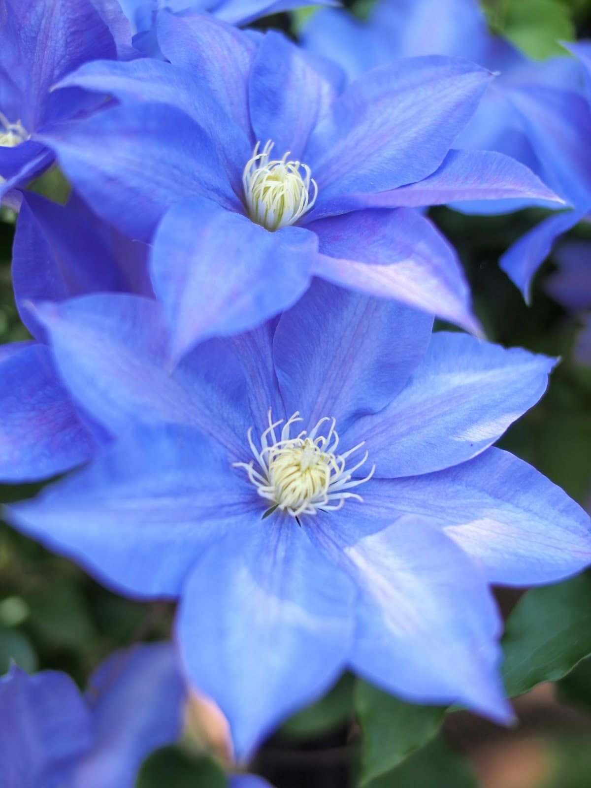 Клематис с голубыми цветами