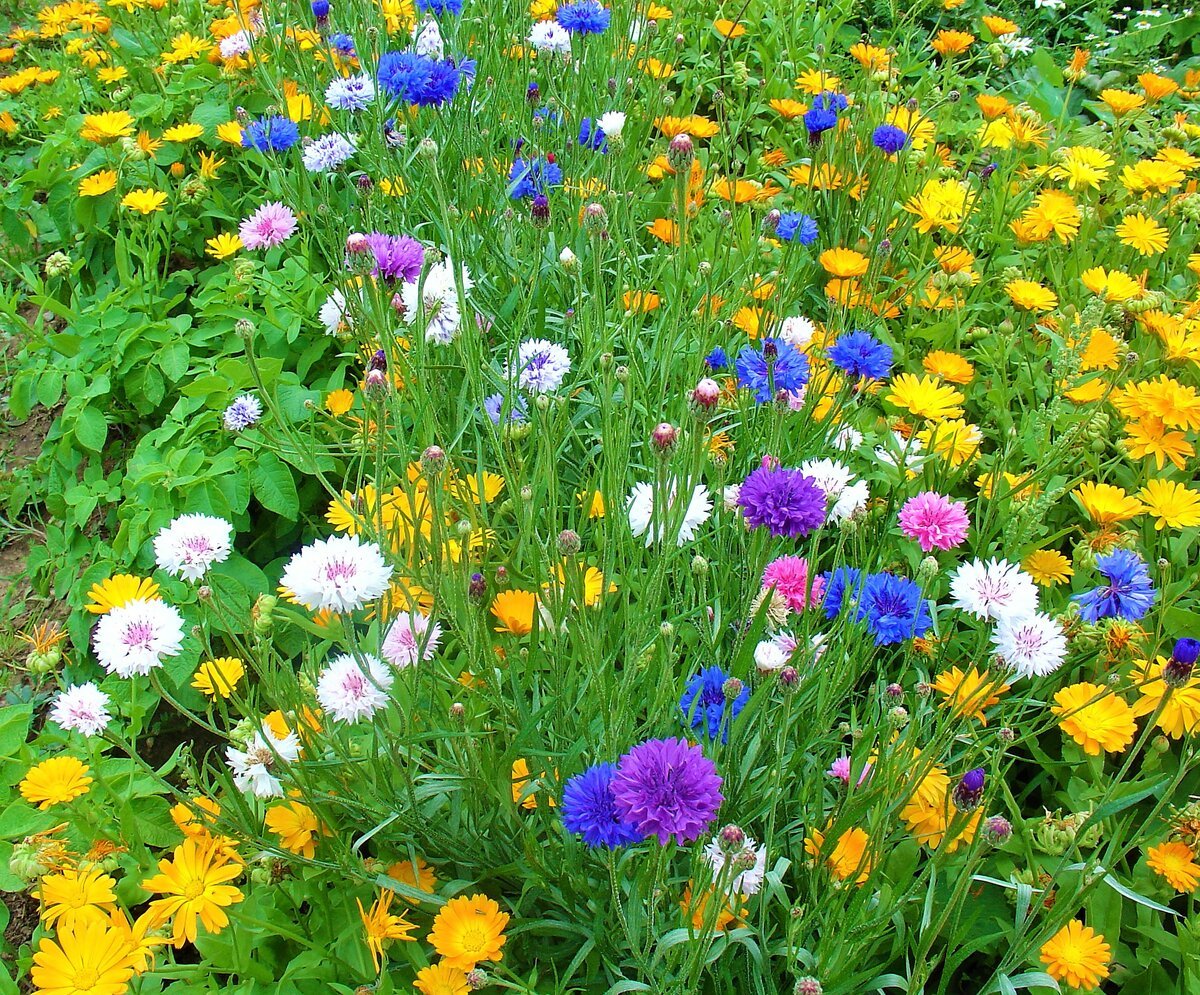 Василёк Донской (Centaurea tanaitica Klok.)