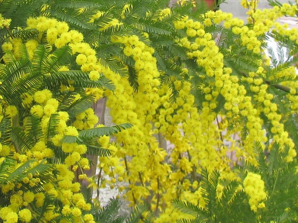 Мимоза кустарник