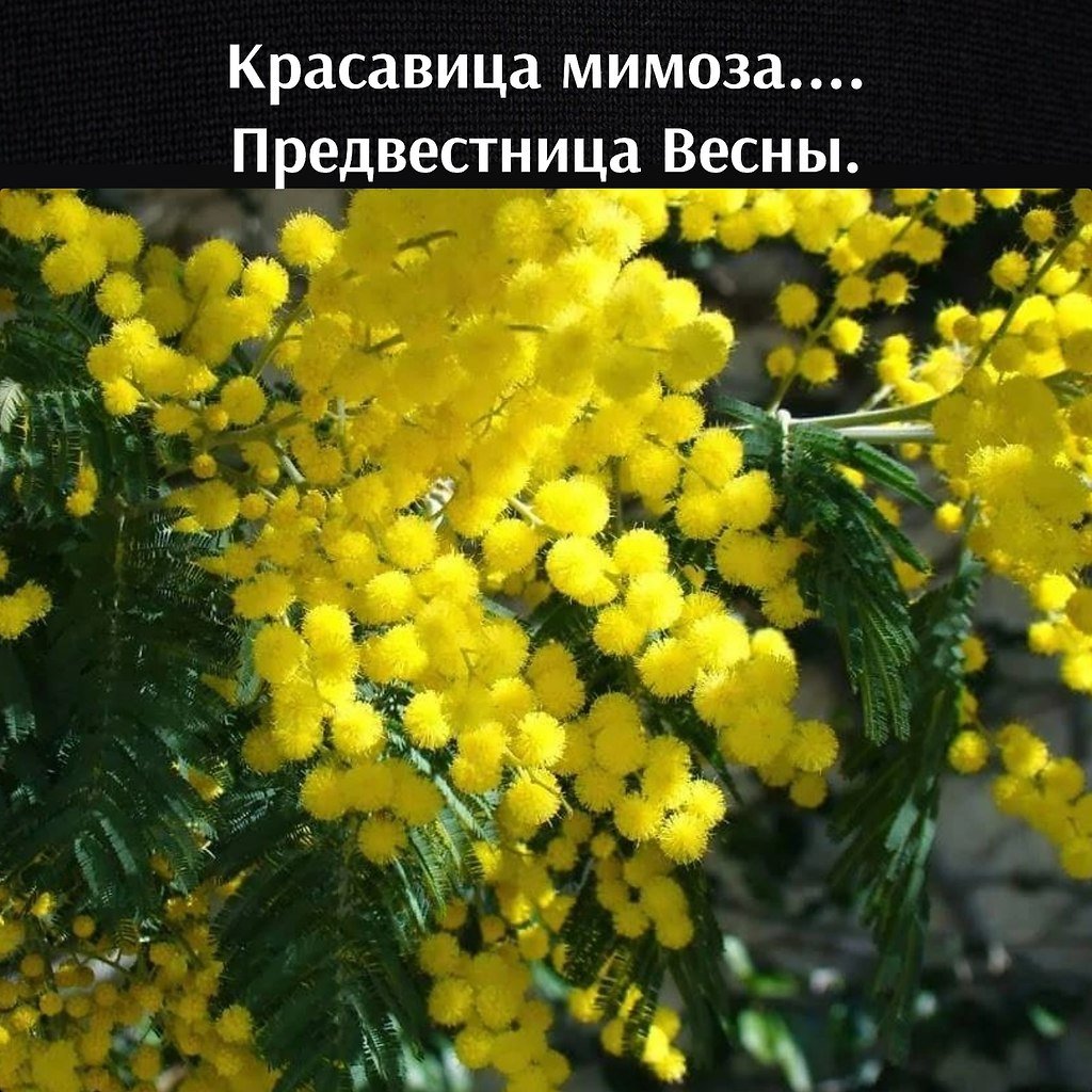 Мимоза Балеяна
