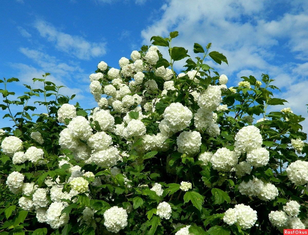Калина бульденеж