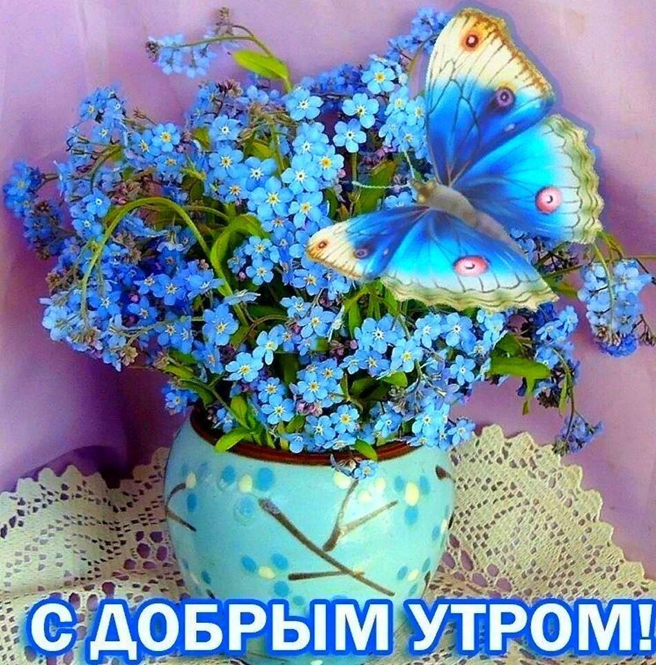 Нежные незабудки