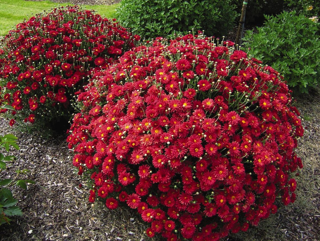 Красные садовые цветы многолетники