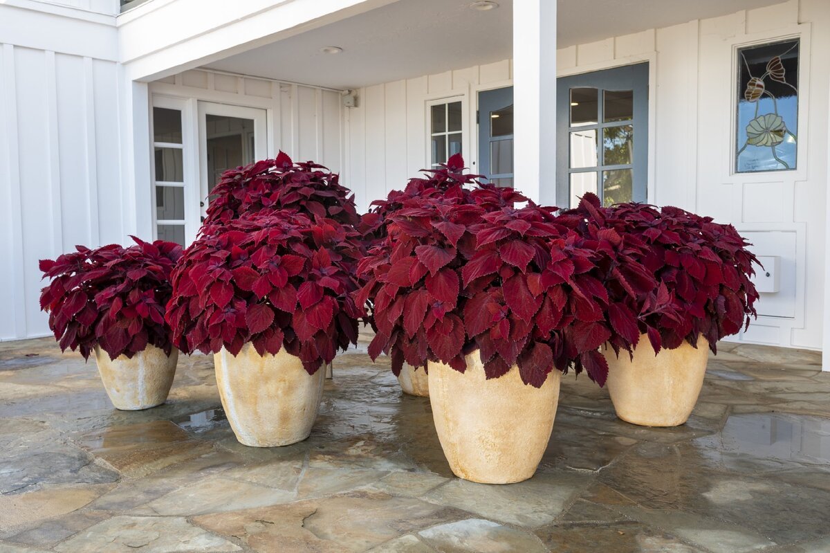 Coleus main Street Beale Street колеус