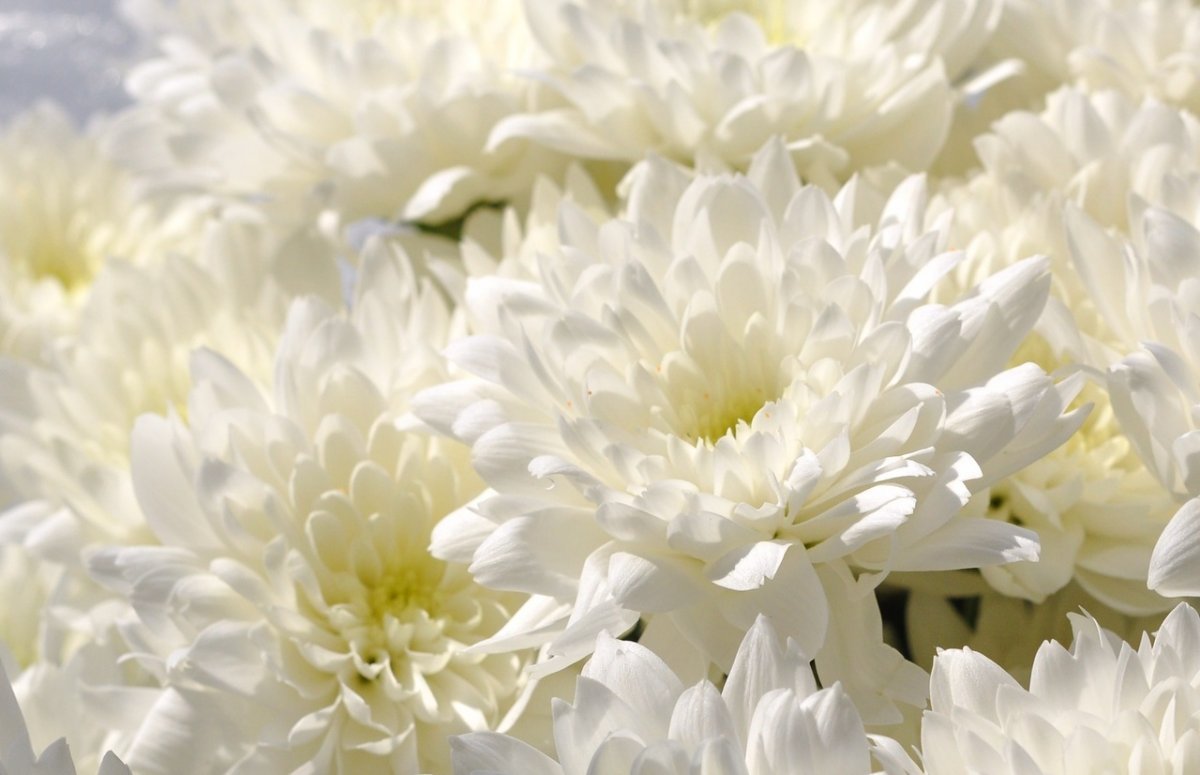 Белые крупные хризантемы букет
