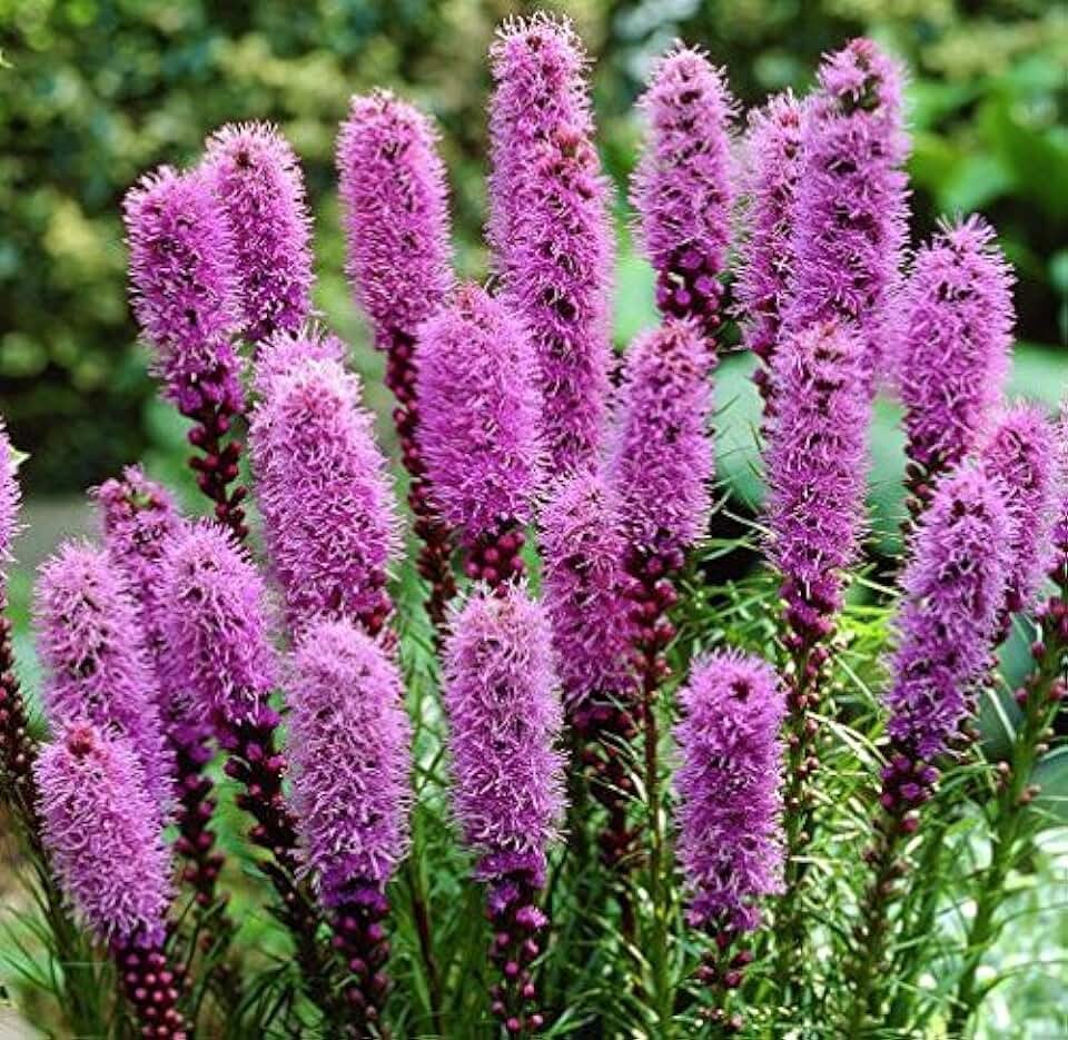 Лиатрис спиката spicata