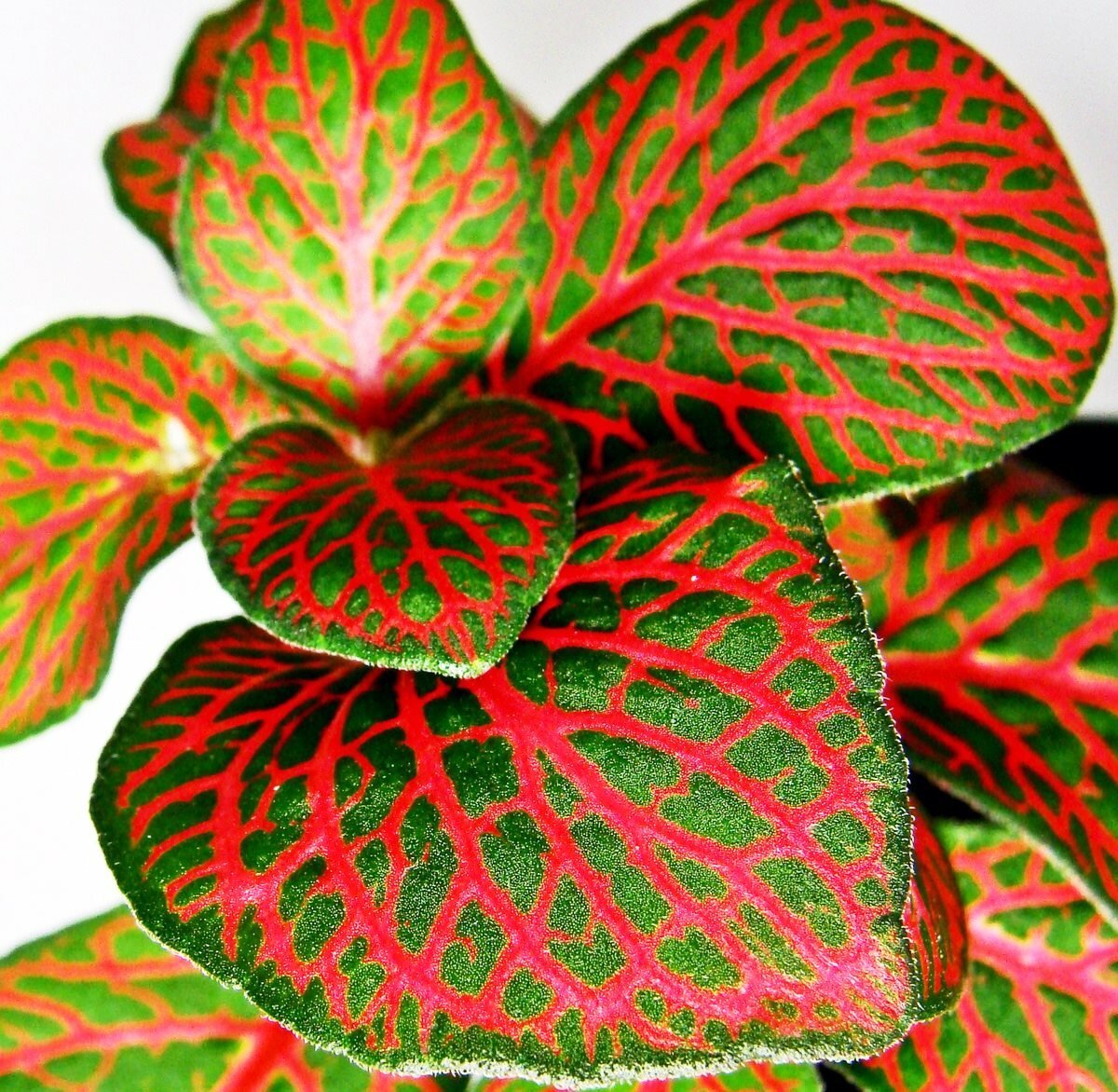 Фиттония Вершаффельта (fittonia verschaffeltii)