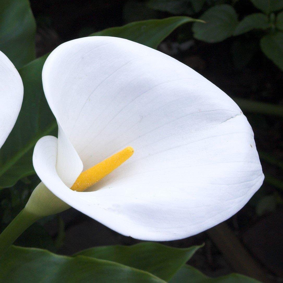 Zantedeschia aethiopica для свадебного букета