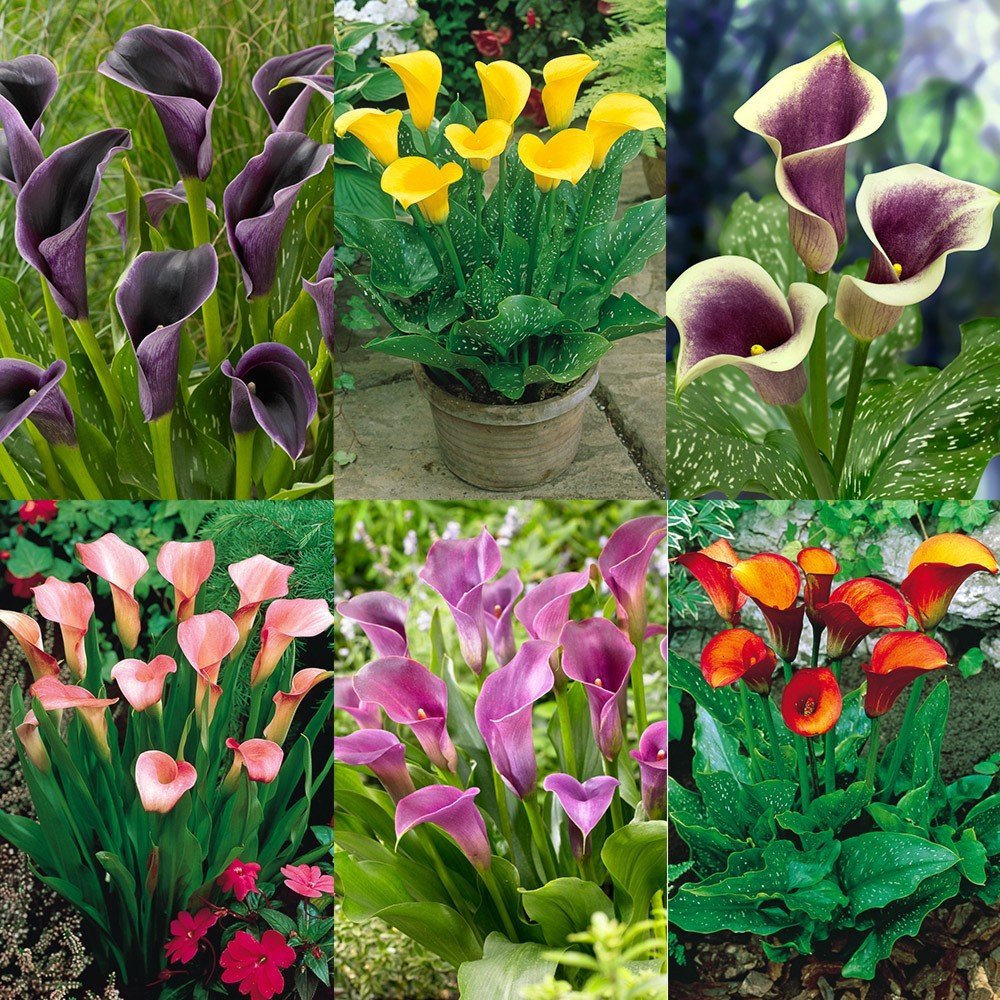 Калла Zantedeschia Mix