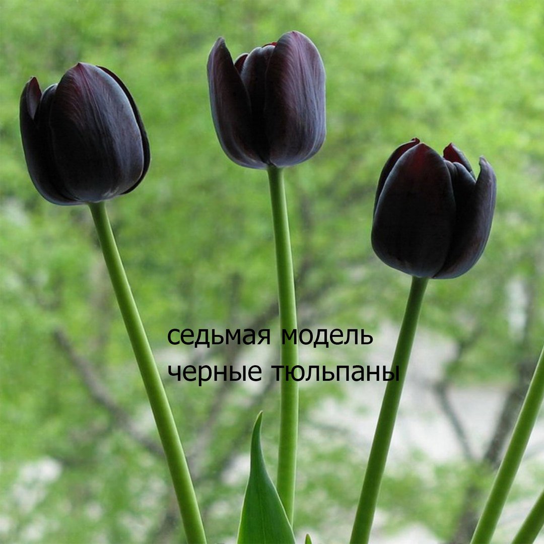 Черный Степной тюльпан