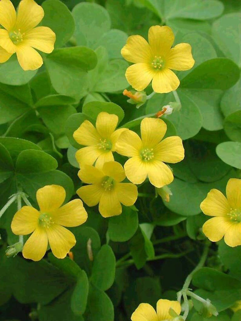 Oxalis-Кислица Yellow