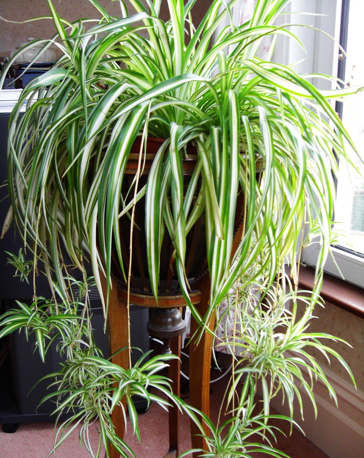 Хлорофитум хохлатый Chlorophytum comosum