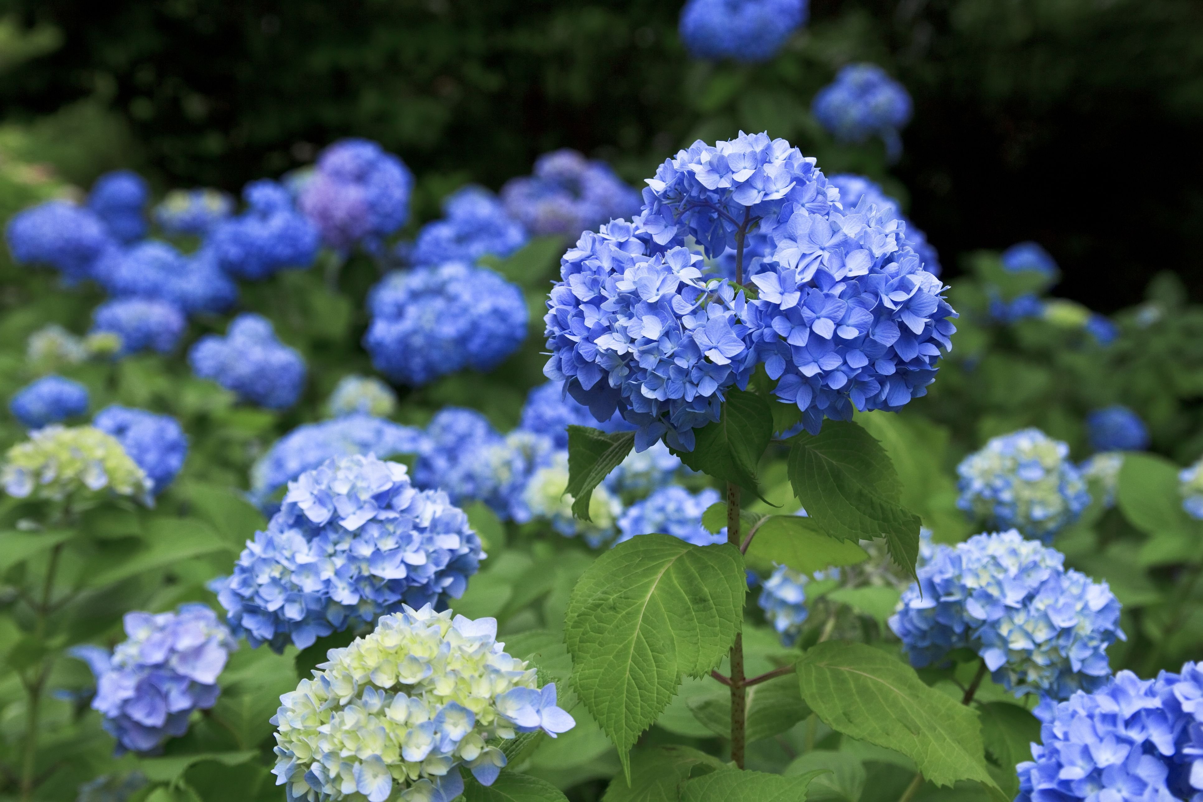 Садовый цветок синий
