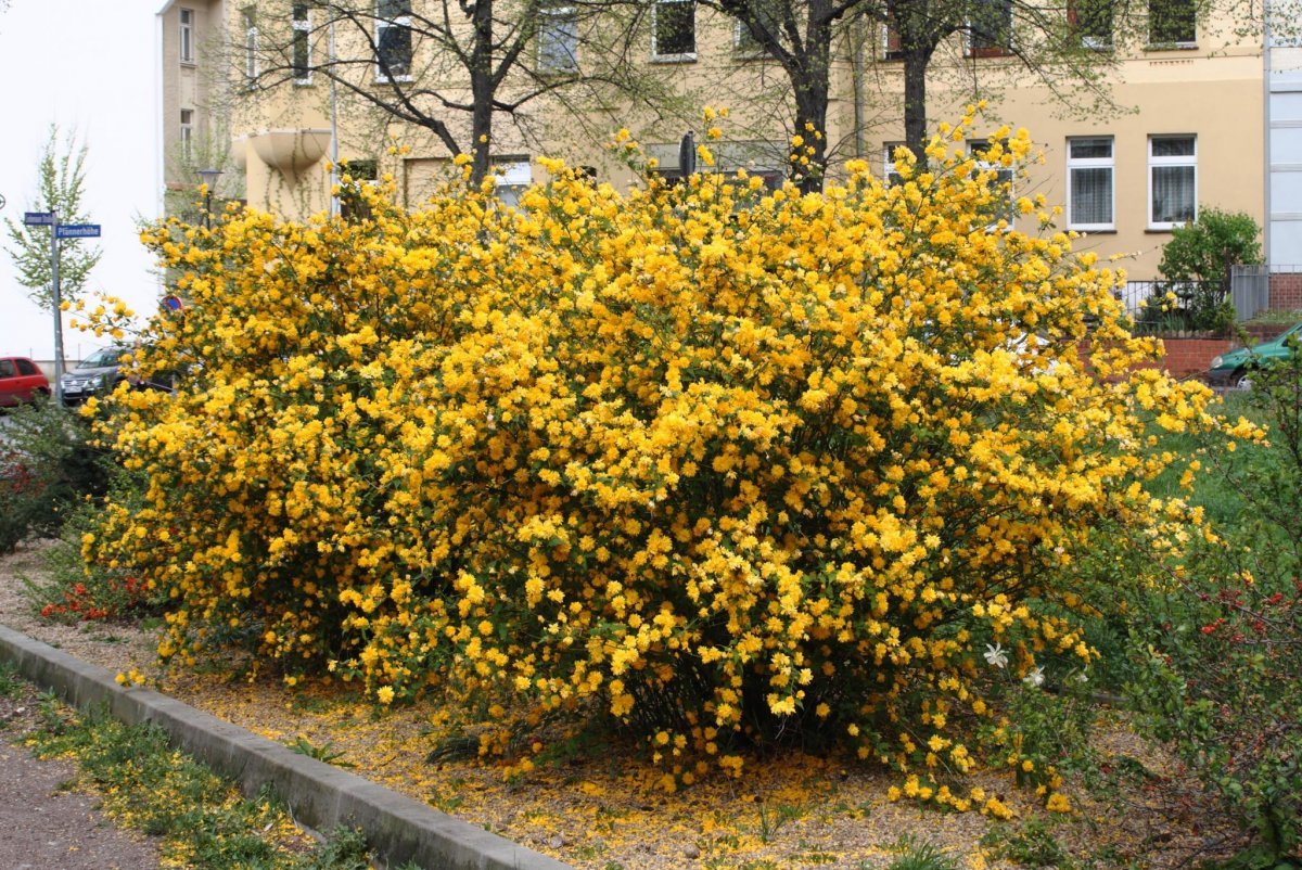 Керрия японская