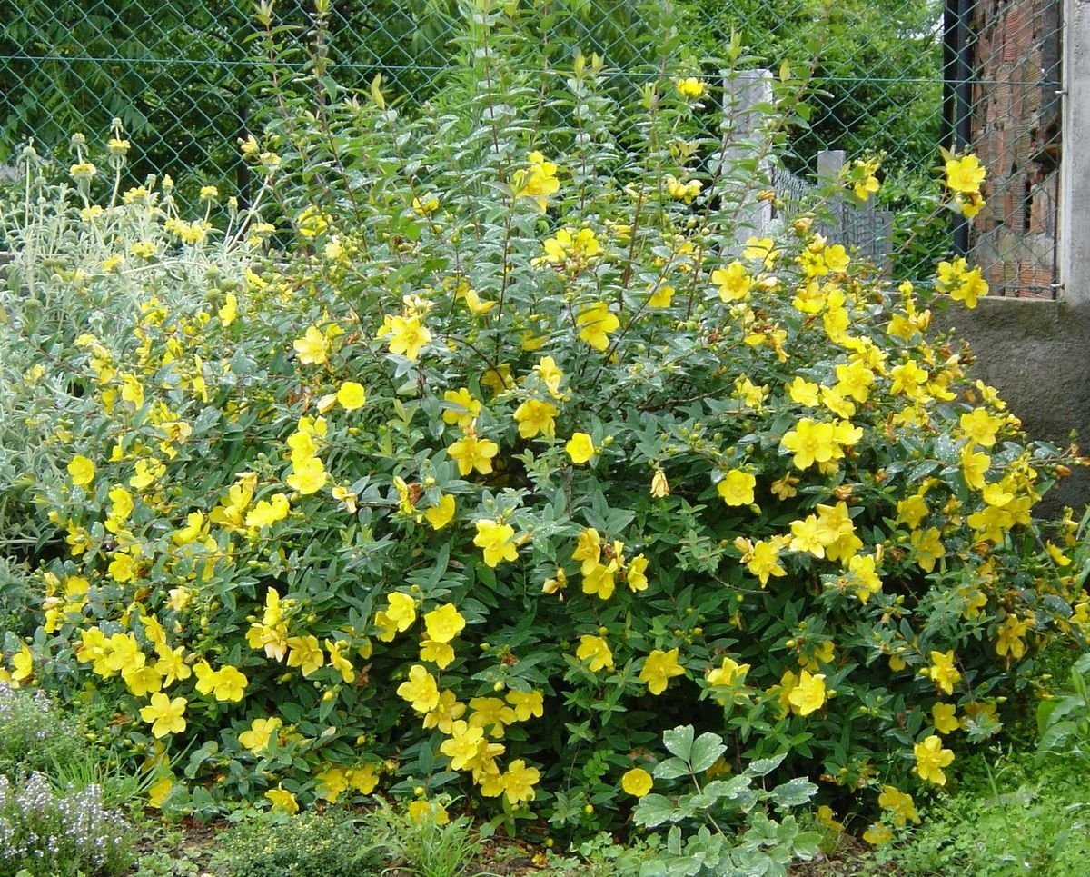 Зверобой кустарниковый Hidcote
