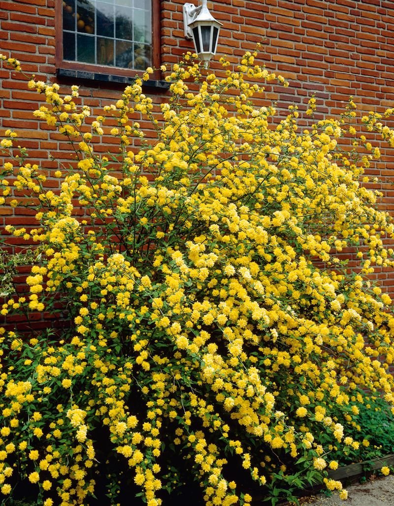 Декоративный куст с желтыми цветами