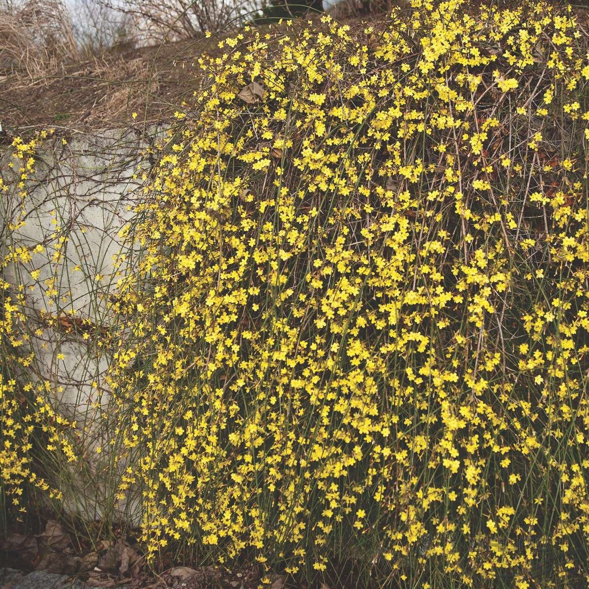 Жасмин "голоцветковый" (Jasminum nudiflorum