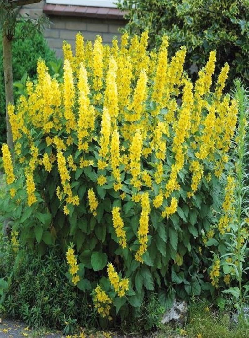 Вербейник (Lysimachia) Clethroides