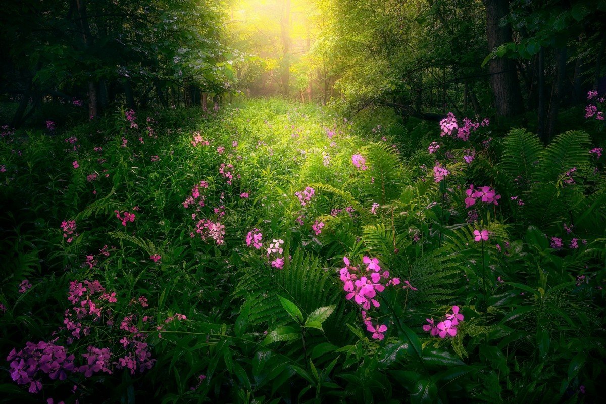 Самые красивые Лесные цветы